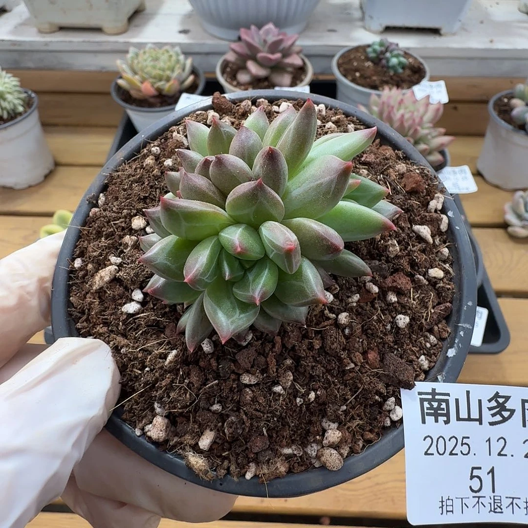 雪戴利11111225-51