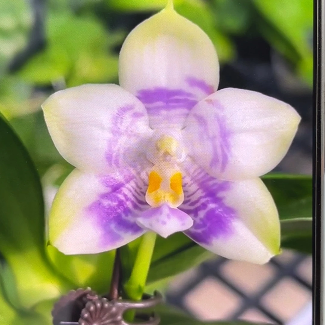 全部花苞4寸弥陀紫龙方阵花苞株