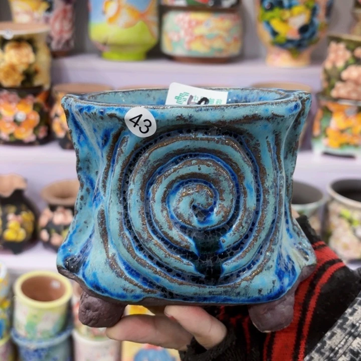 红陶龙*豆内口长宽的短