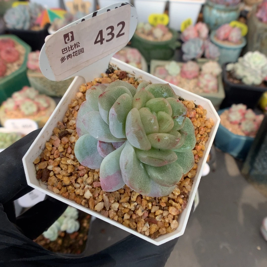 432 潜力股冰玉石化