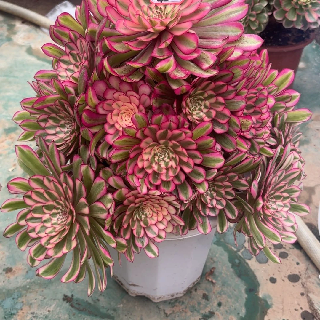 420白月光多肉植物