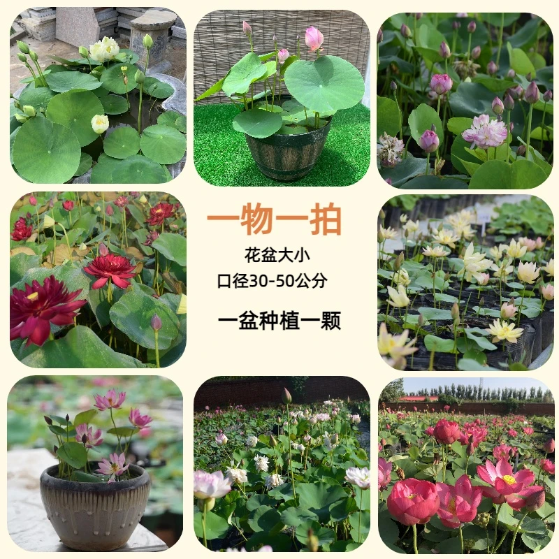 【当年开花】直播间一物一拍观赏荷花种藕混色发货多色阳台庭院水生