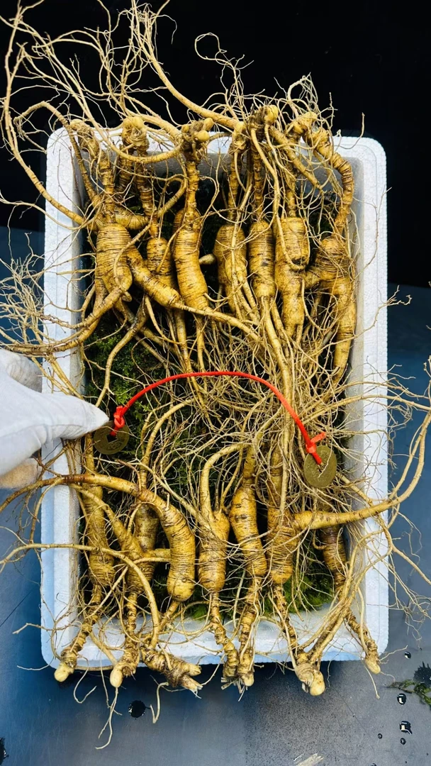 东北特产长白山林下参野播籽老货泡酒煲汤食材