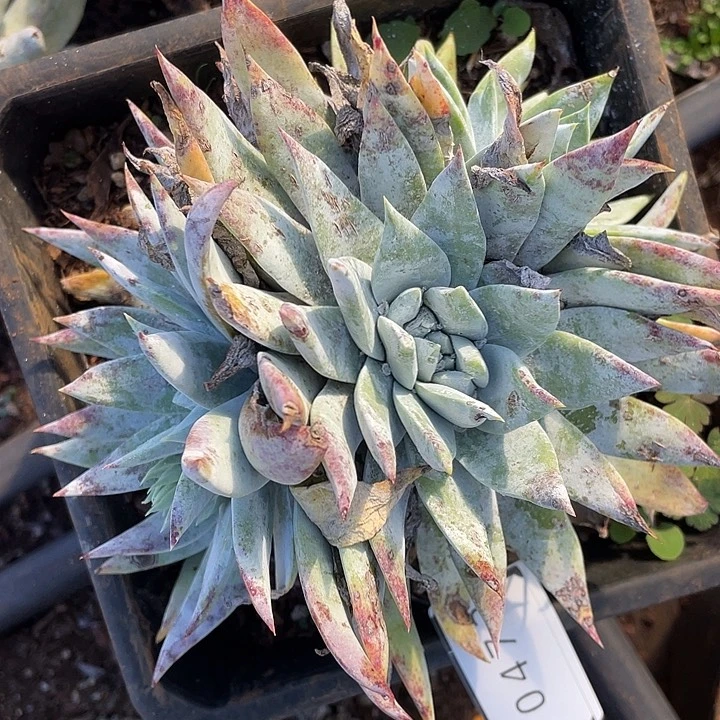 雪山多头老桩10473