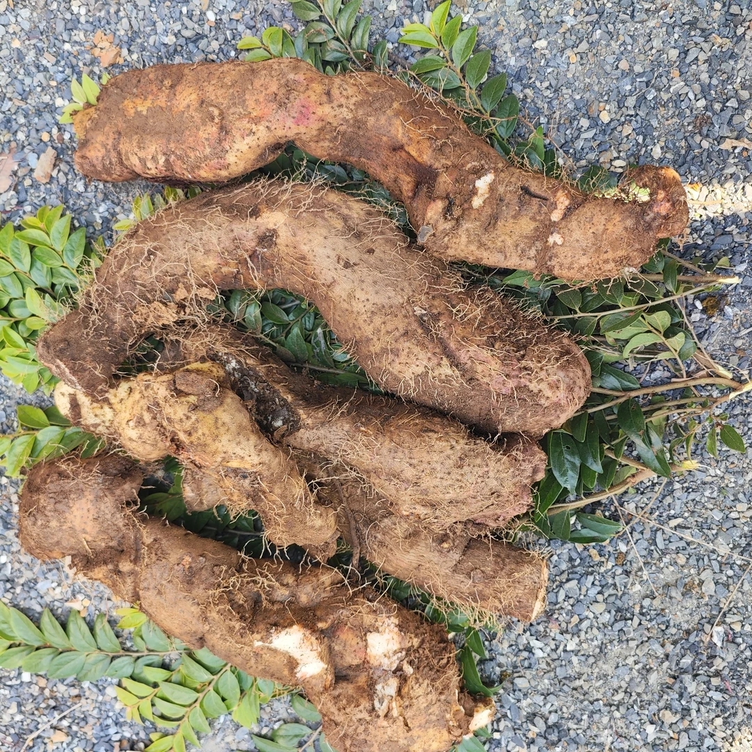 云南深山野生碎米山药新鲜现挖顺丰包邮