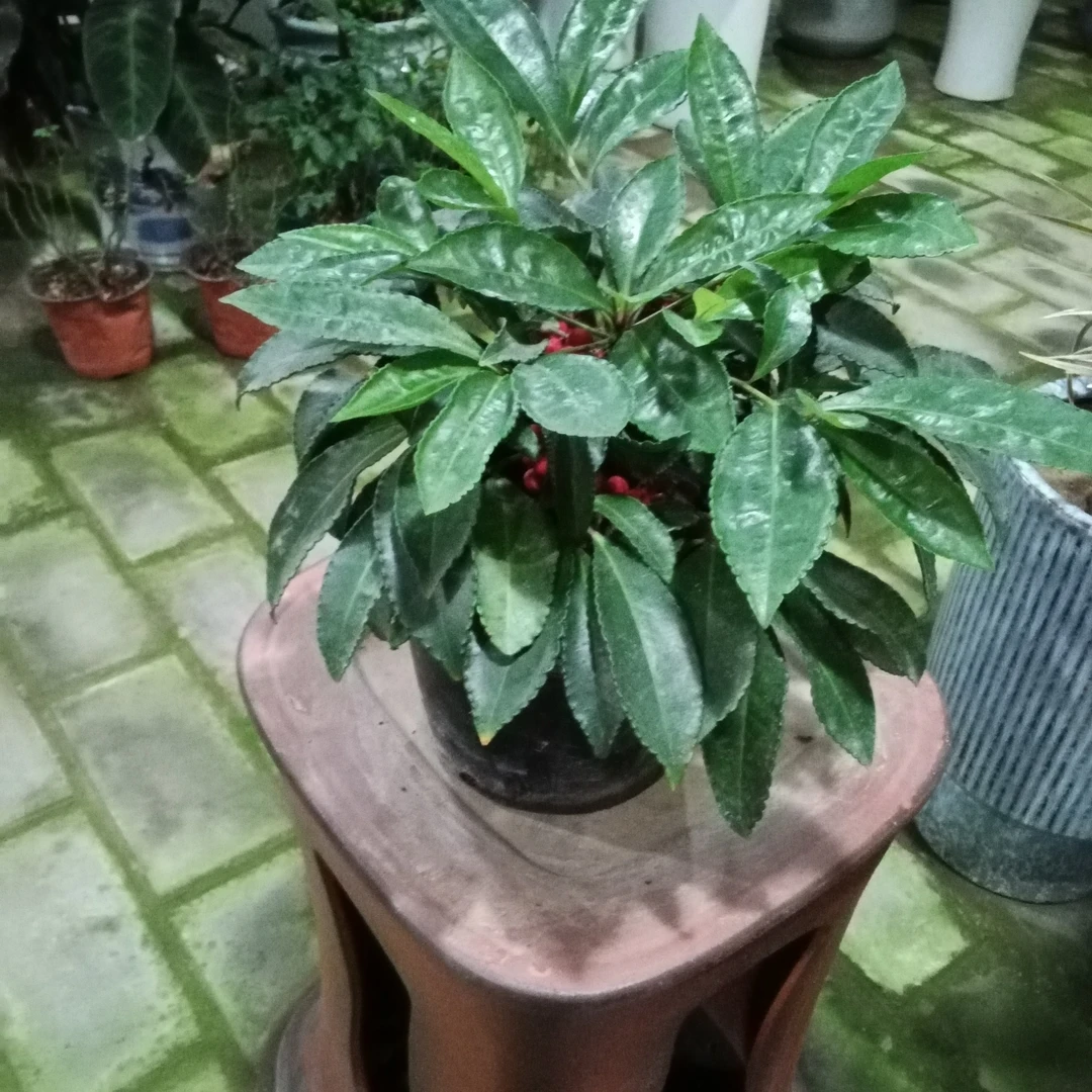 富贵籽盆栽金玉满堂观赏易活好养植物