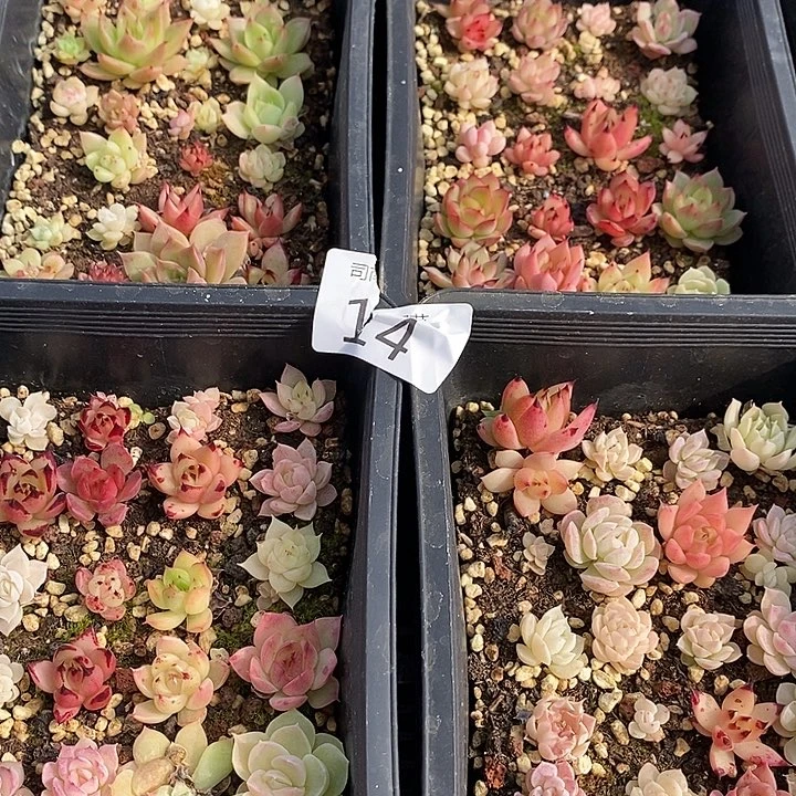 14 多肉植物盆栽花卉