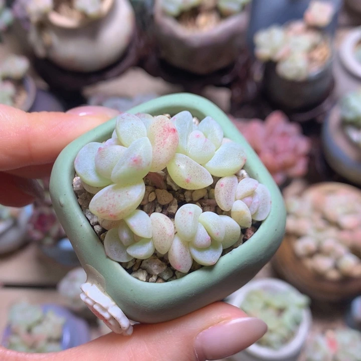白底小叶冰玉脱土发