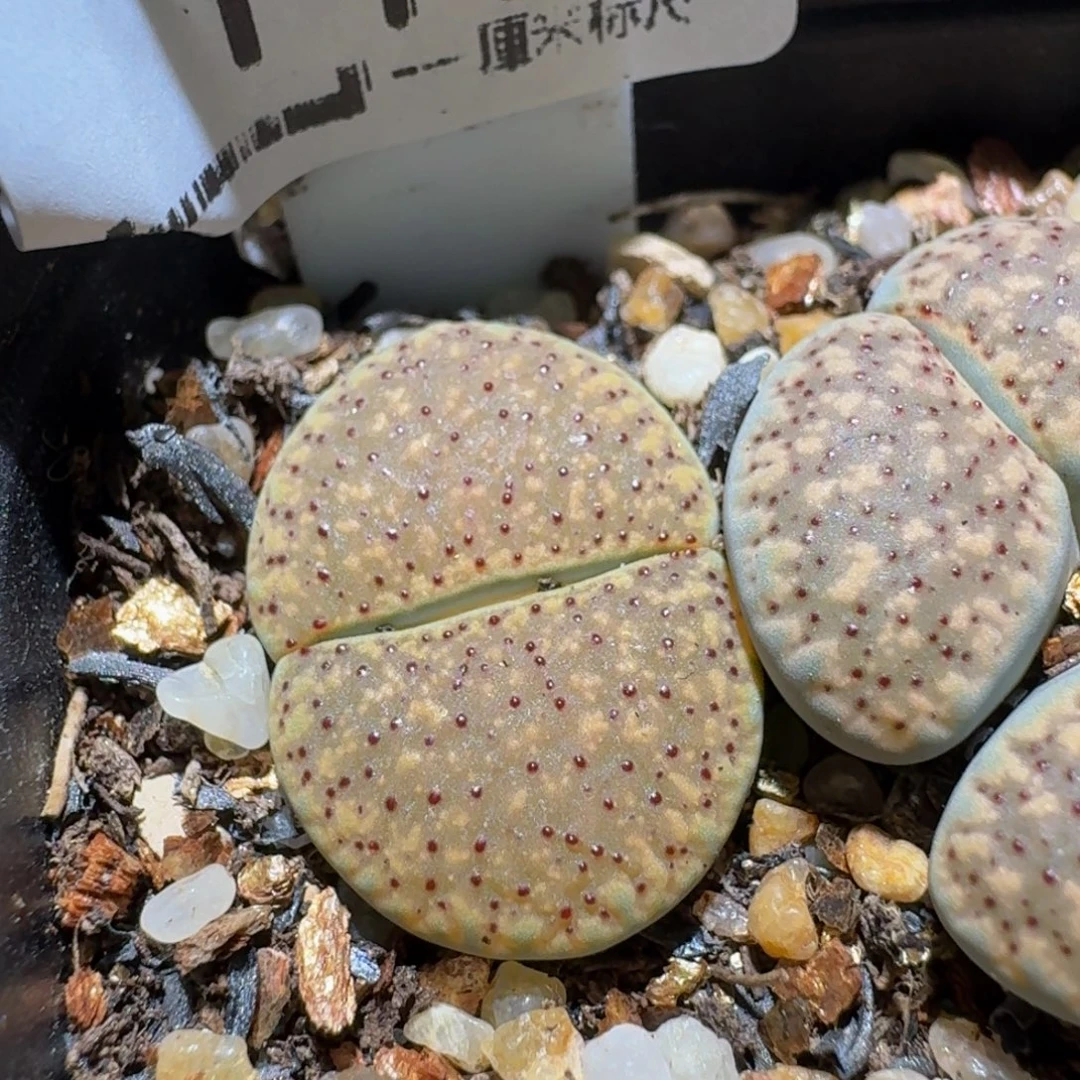°***Ssss精品生石花112