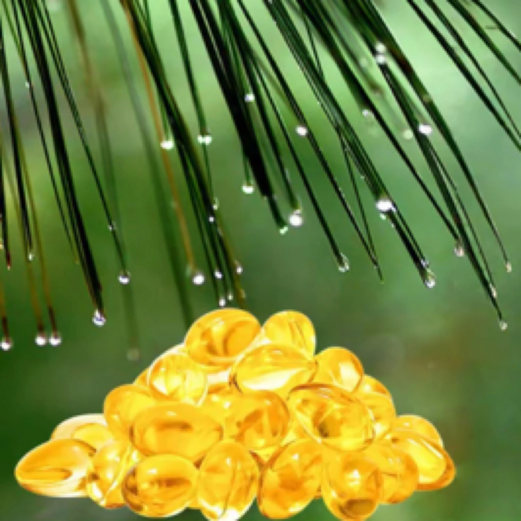 边境山货【松针油】