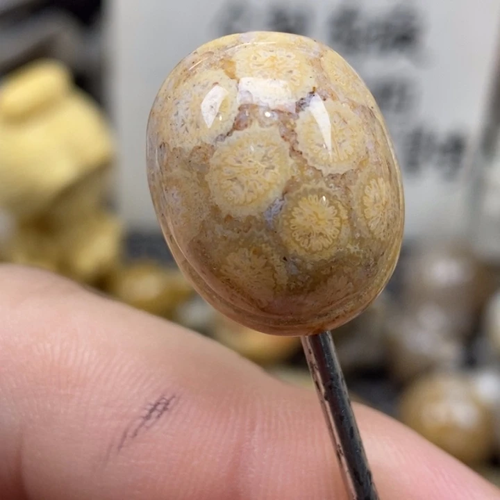 硅化珊瑚（珊瑚玉）未镶嵌颈饰