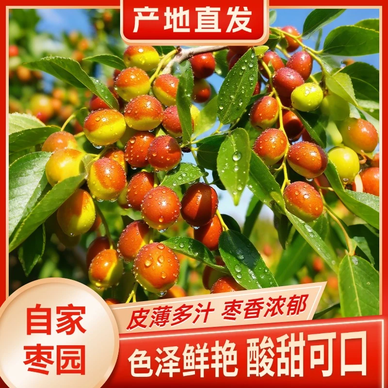 朝阳大枣冬枣孙家湾平顶甜枣鲜枣红枣新鲜正宗现摘新枣脆枣特产