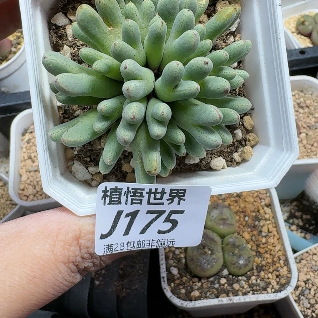 多肉植物的润泽gjm