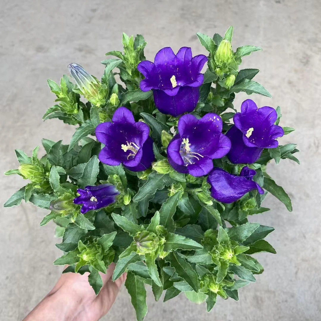 【花苞满满】蓝紫色大花风铃草酒杯风铃盆栽庭院阳台花卉植物