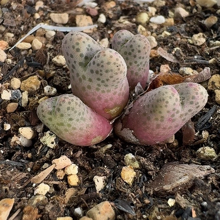老马生石花95d斑马934