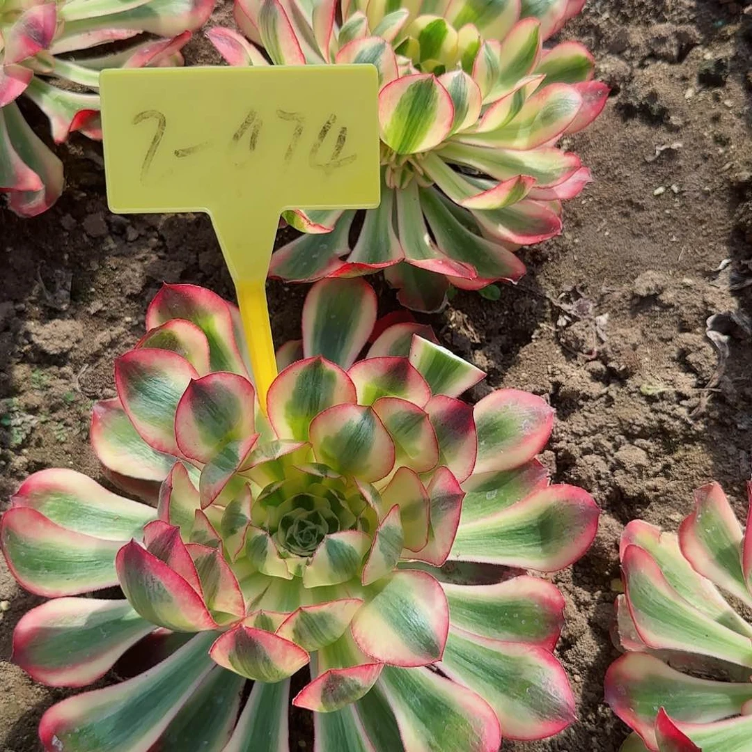 苹**艺2-424---多头多肉植物