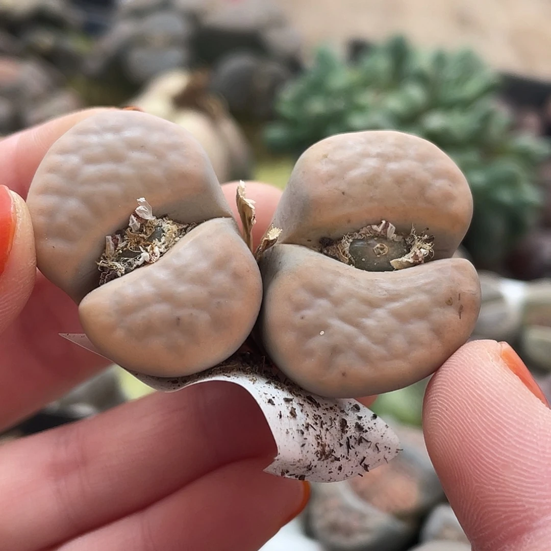 生石花一颗493000