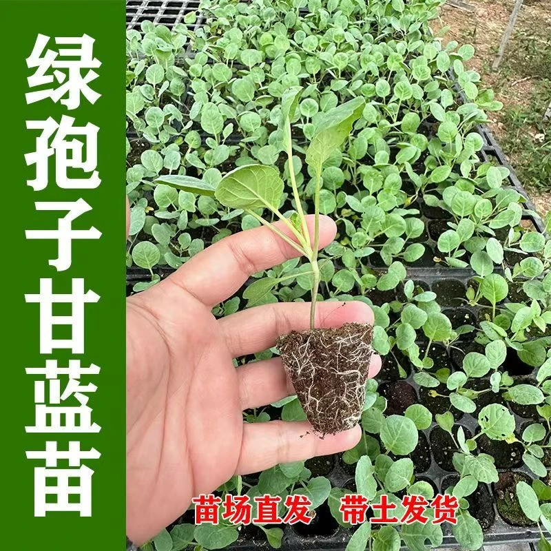 高产迷你孢子甘蓝秧苗带土球四季盆栽蔬菜苗