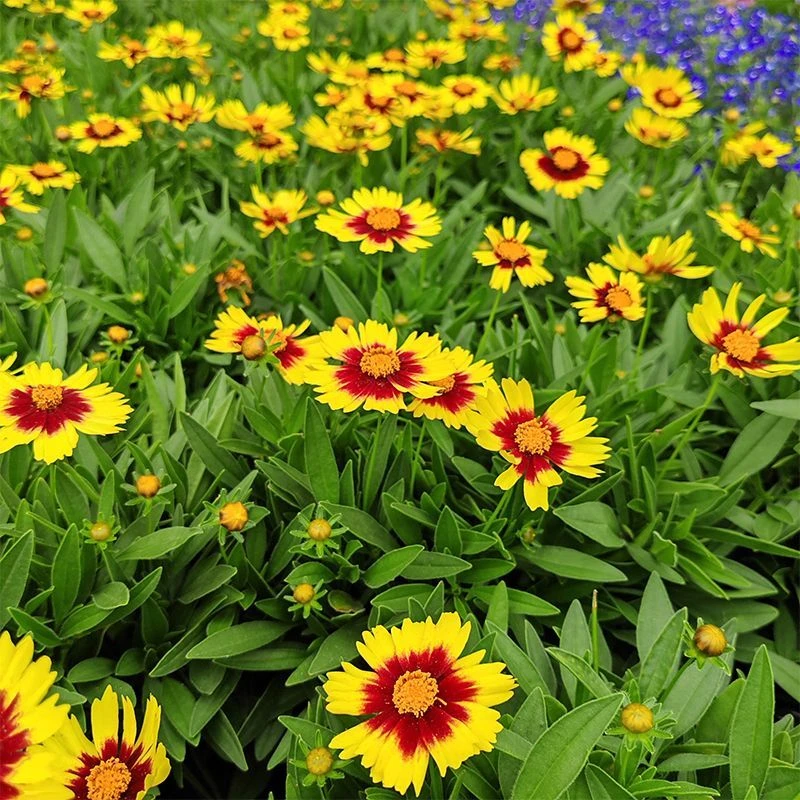 大花宿根金鸡菊太阳之吻耐寒耐热庭院绿化