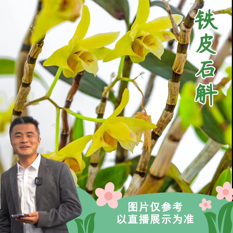 铁皮石斛室内阳台观花植物花卉盆栽四季观花