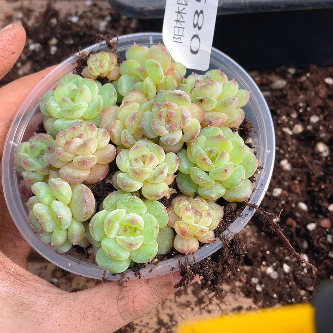 多肉植物多肉植物859