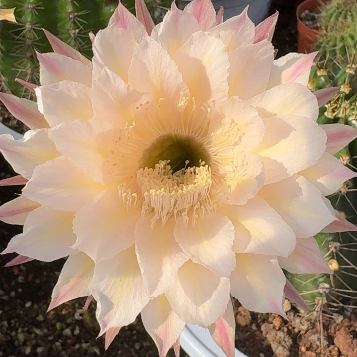 526 大盆实生彩草