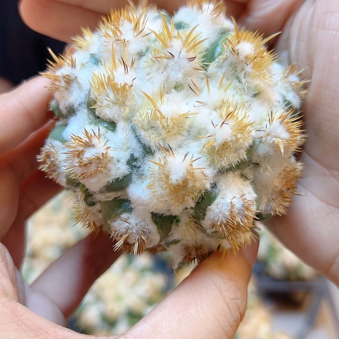 刺缀象牙无根6.5公分