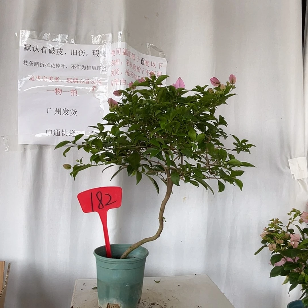 当前无花栽培后可以开花182巴西紫