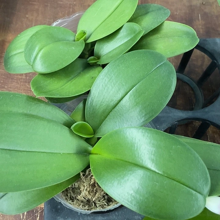 双苗原生盲盒3.5