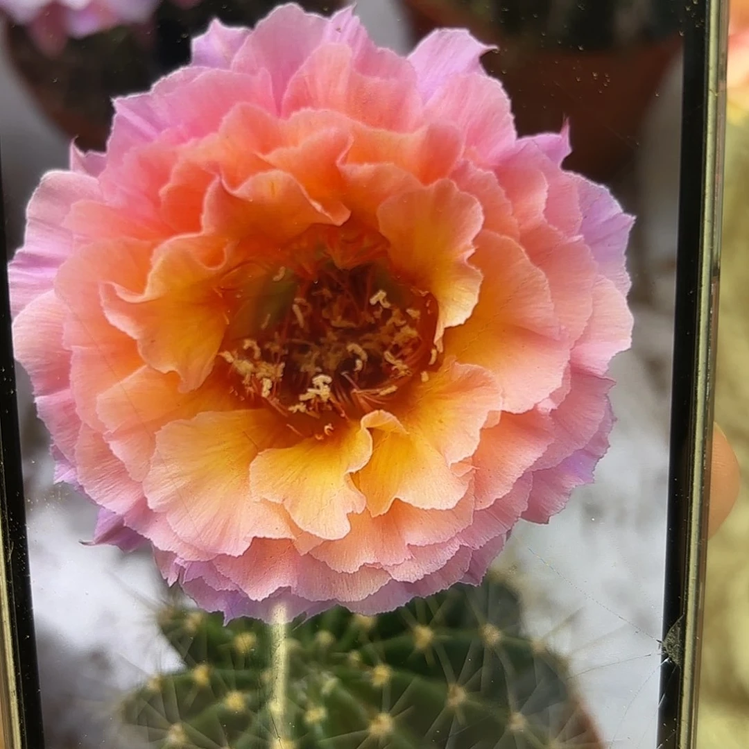 彩草青鸾火凤4公分左右侧牙