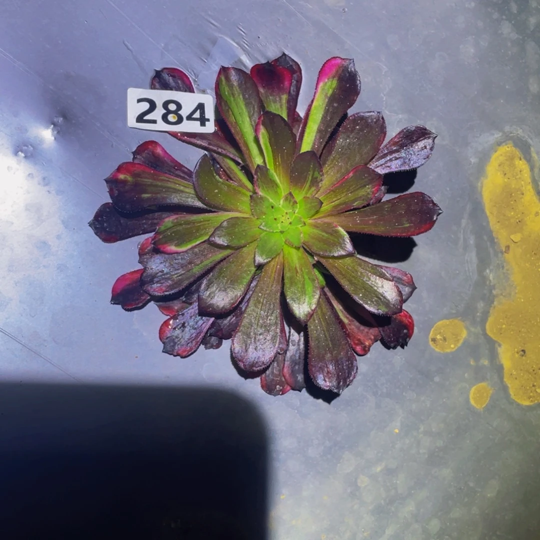 284同花顺黑拉丝多肉