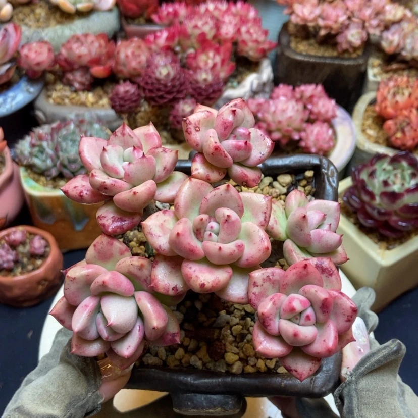 【闪购商品】张*某奶油鳄梨