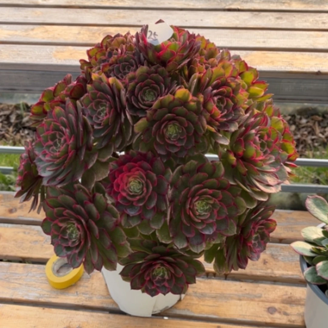 【闪购商品】25粉花妖多肉法师