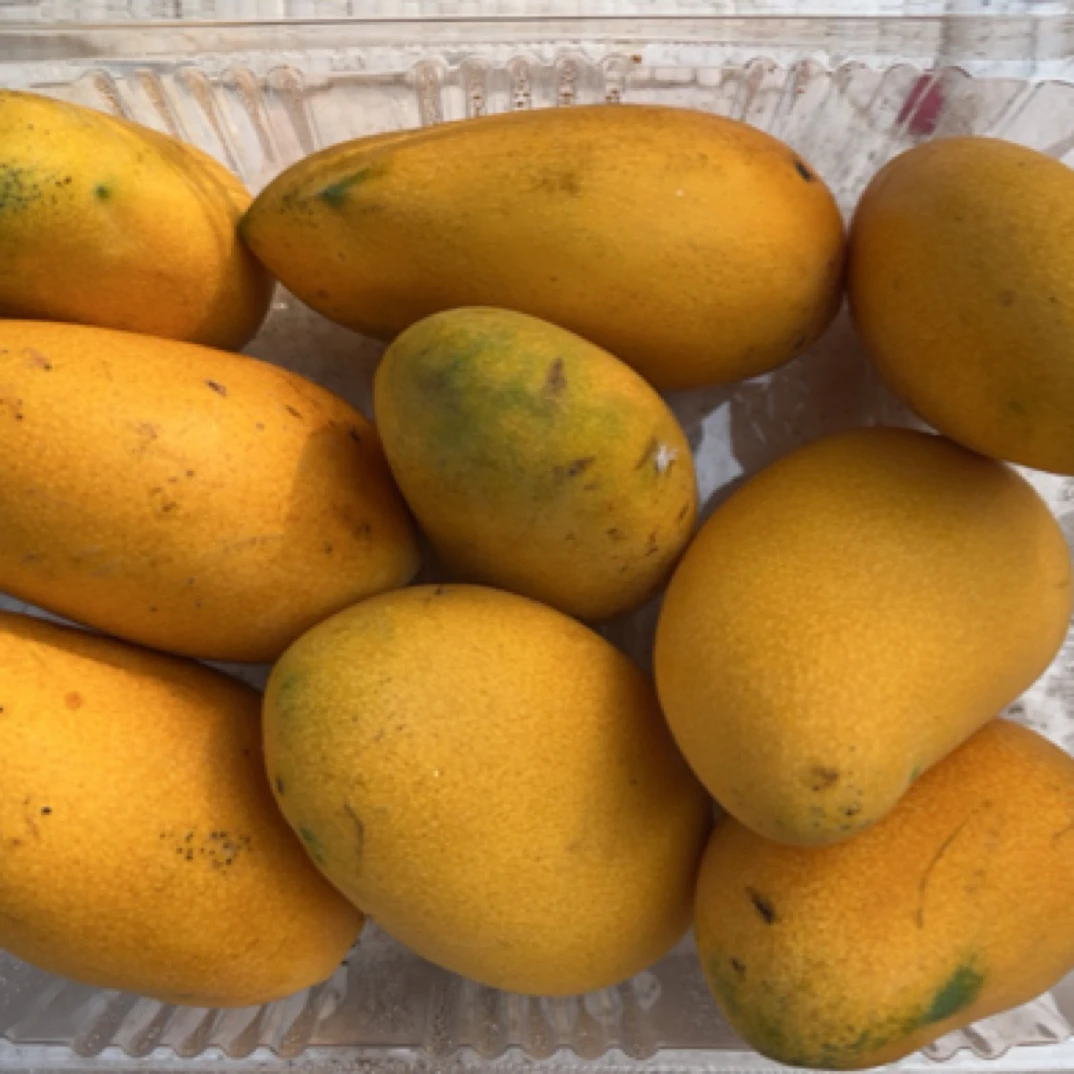 新鲜现季芒果约1Kg
