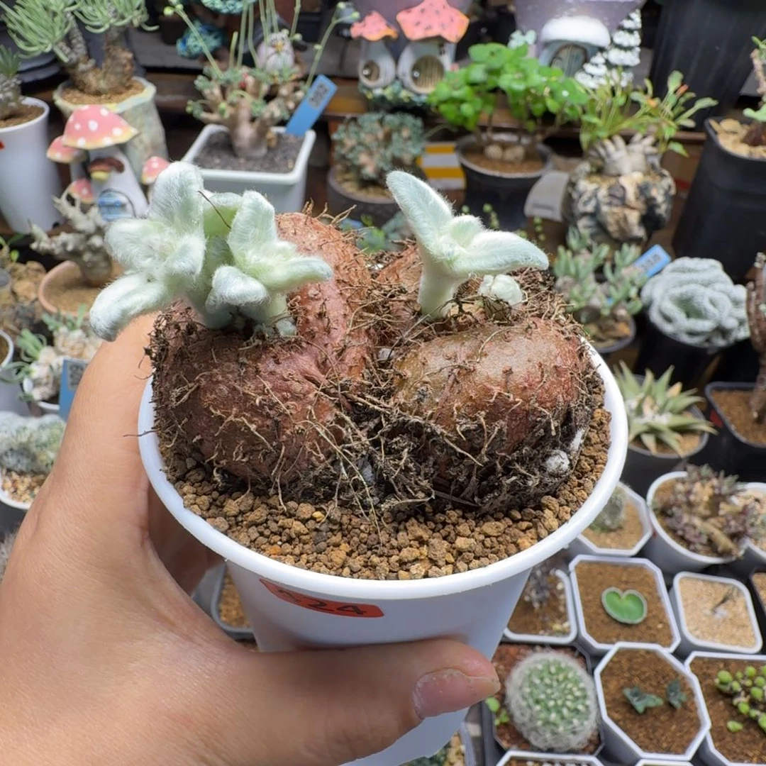 断涯女王424仙人掌