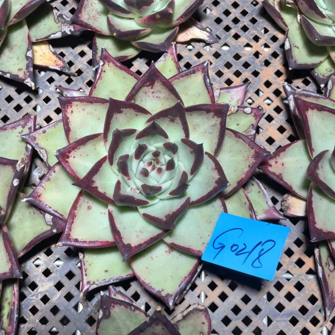 一筐特价福利不售后多肉乌木少根无根有伤福利0218