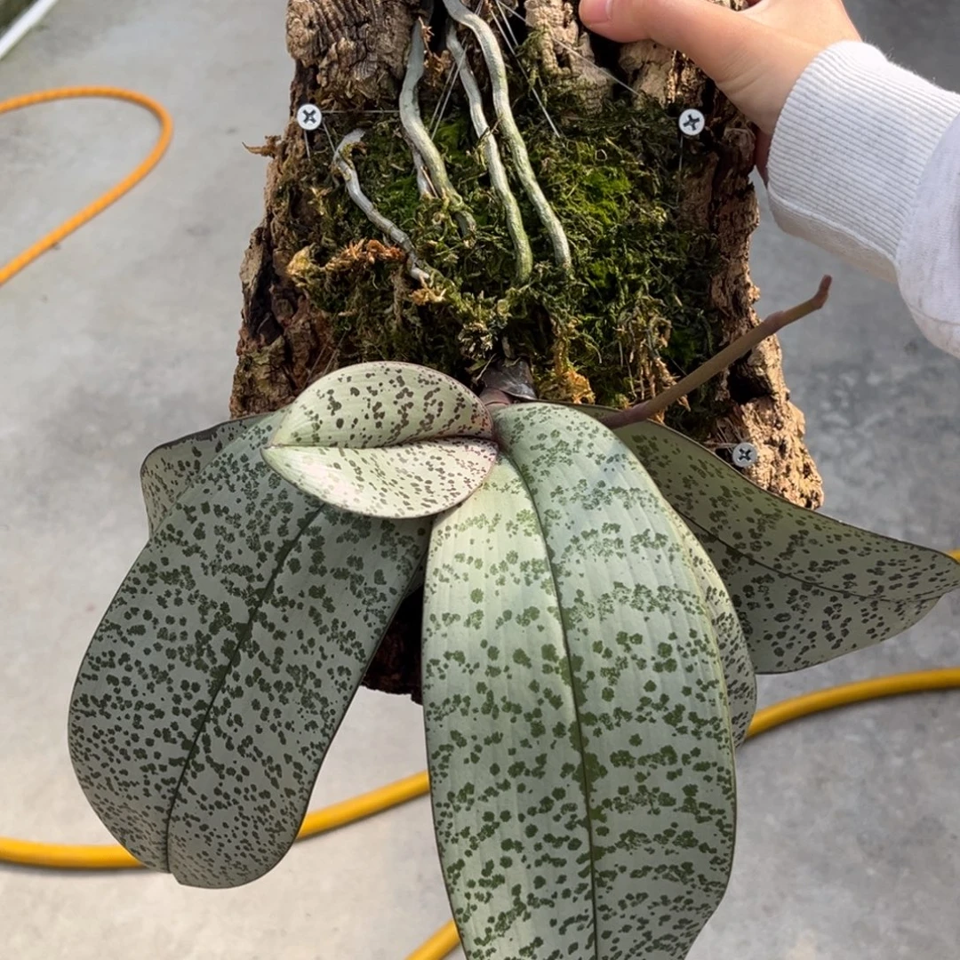 无花朵板值银叶西苗