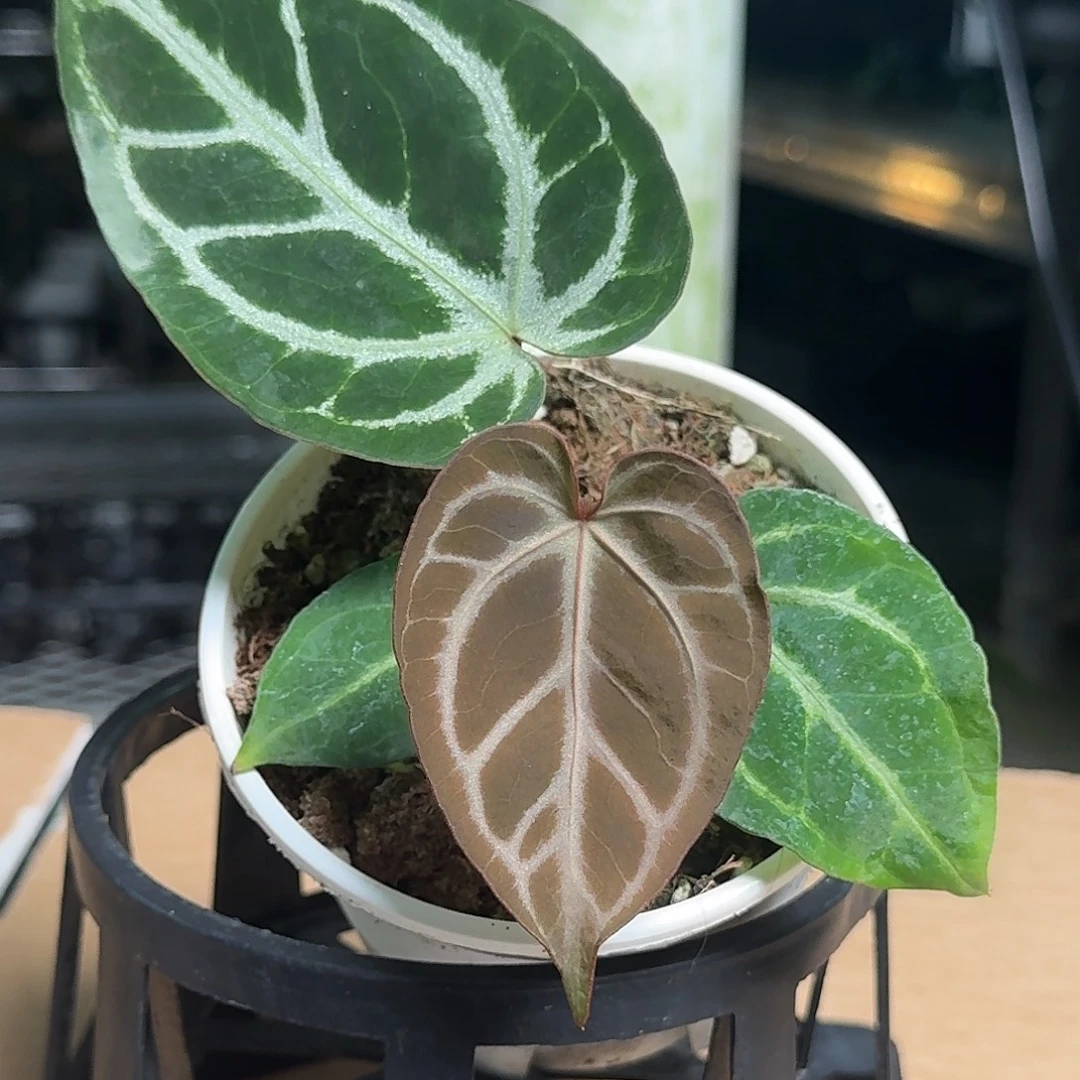 完全开放D46银色闪光杂红