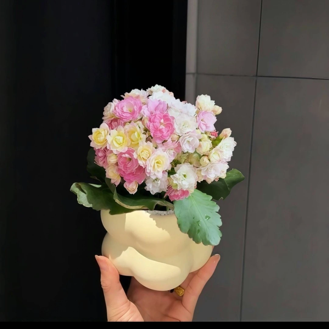 五棵长寿花小苗不带盆带花苞发货
