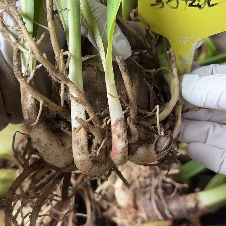 无花朵求马轻狂6-7厘米带侧