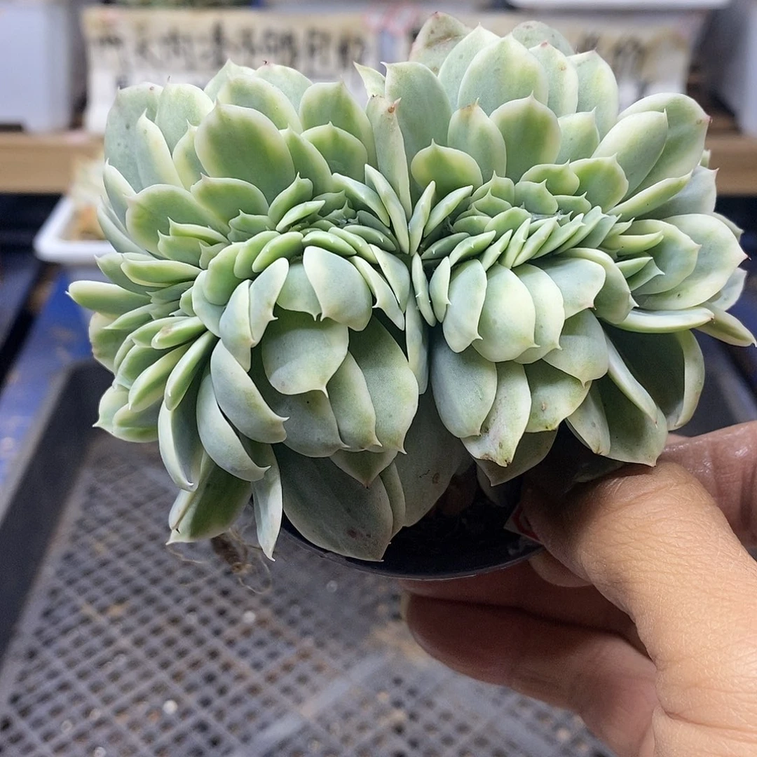 14152 小白龙覆轮锦缀