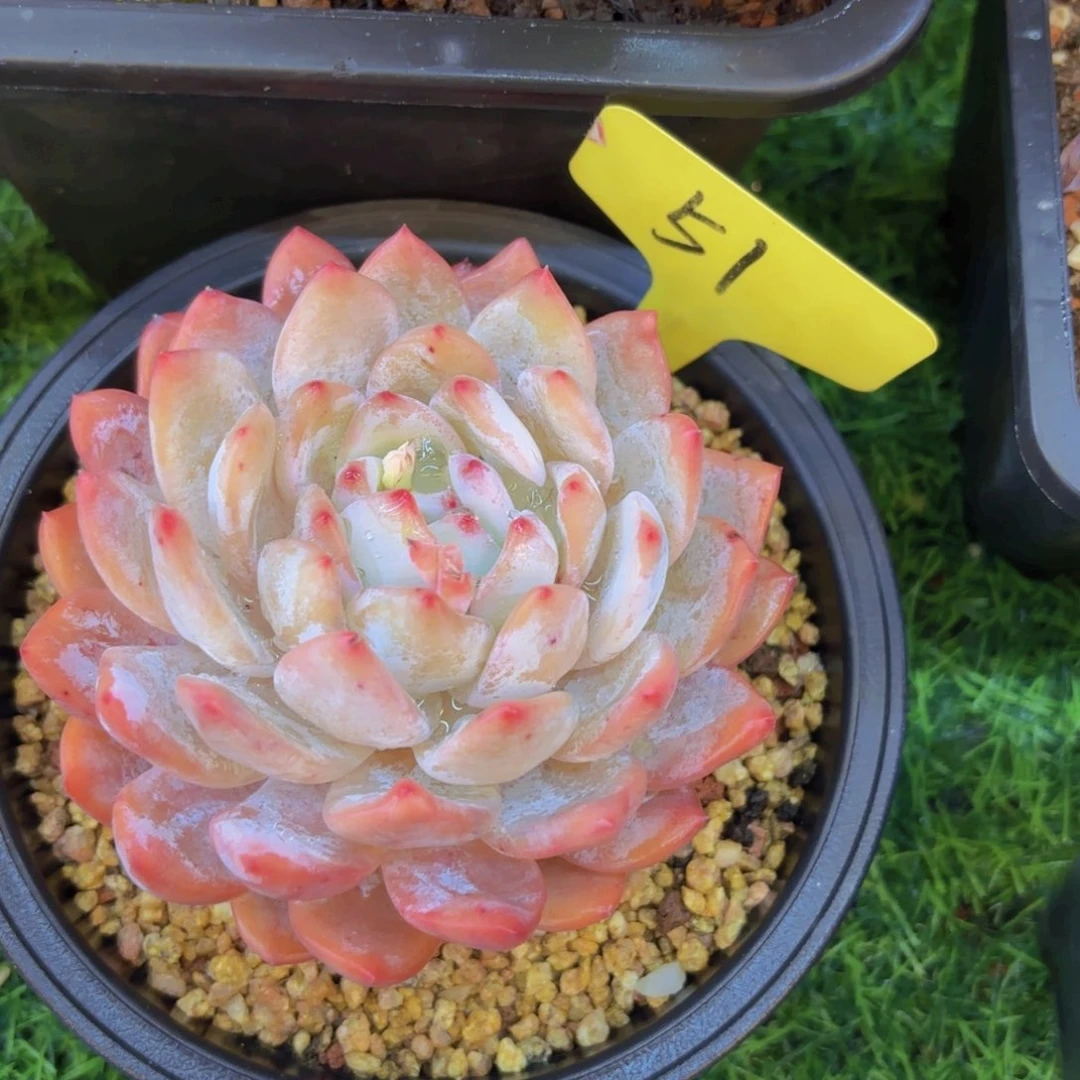 M**.我的小可爱们都好可爱