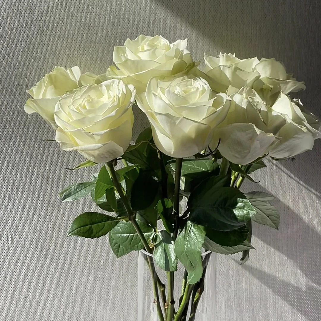 【全疆顺丰包邮】方德 雪见水培玫瑰花（居家生活鲜花）