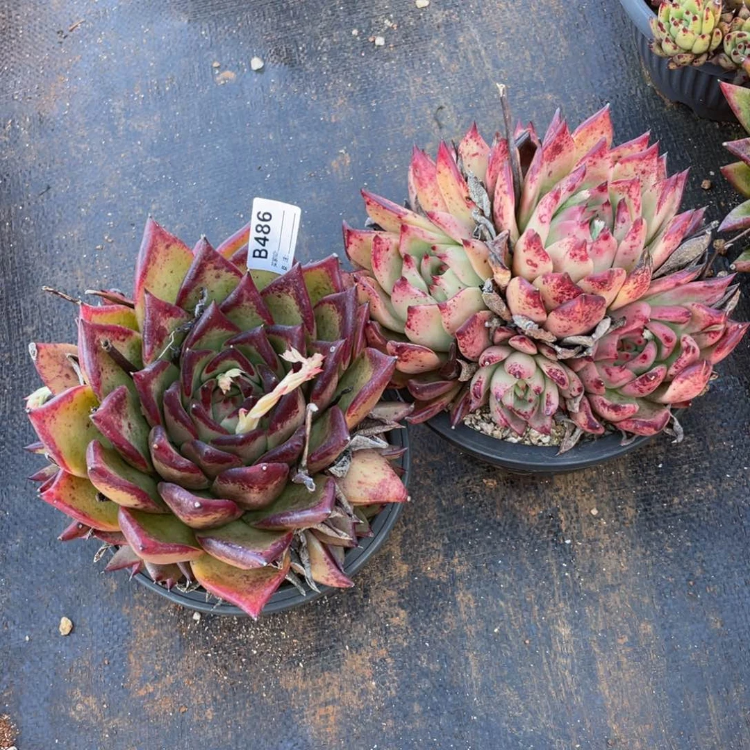 无花朵若如东云单拍B486