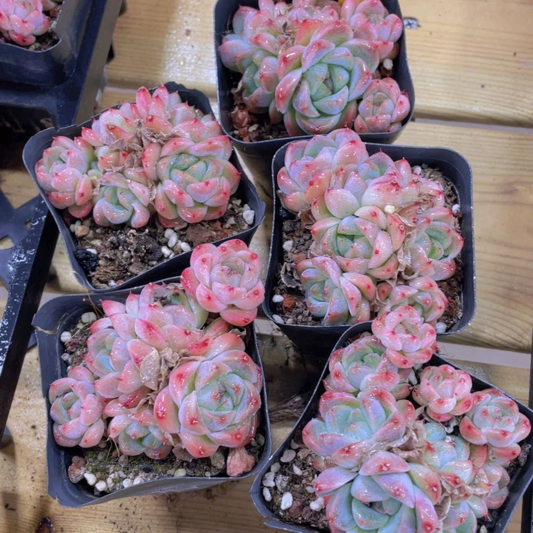 873号 优选西施佳人六头起一个