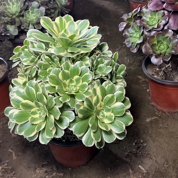 多肉植物迈巴赫36