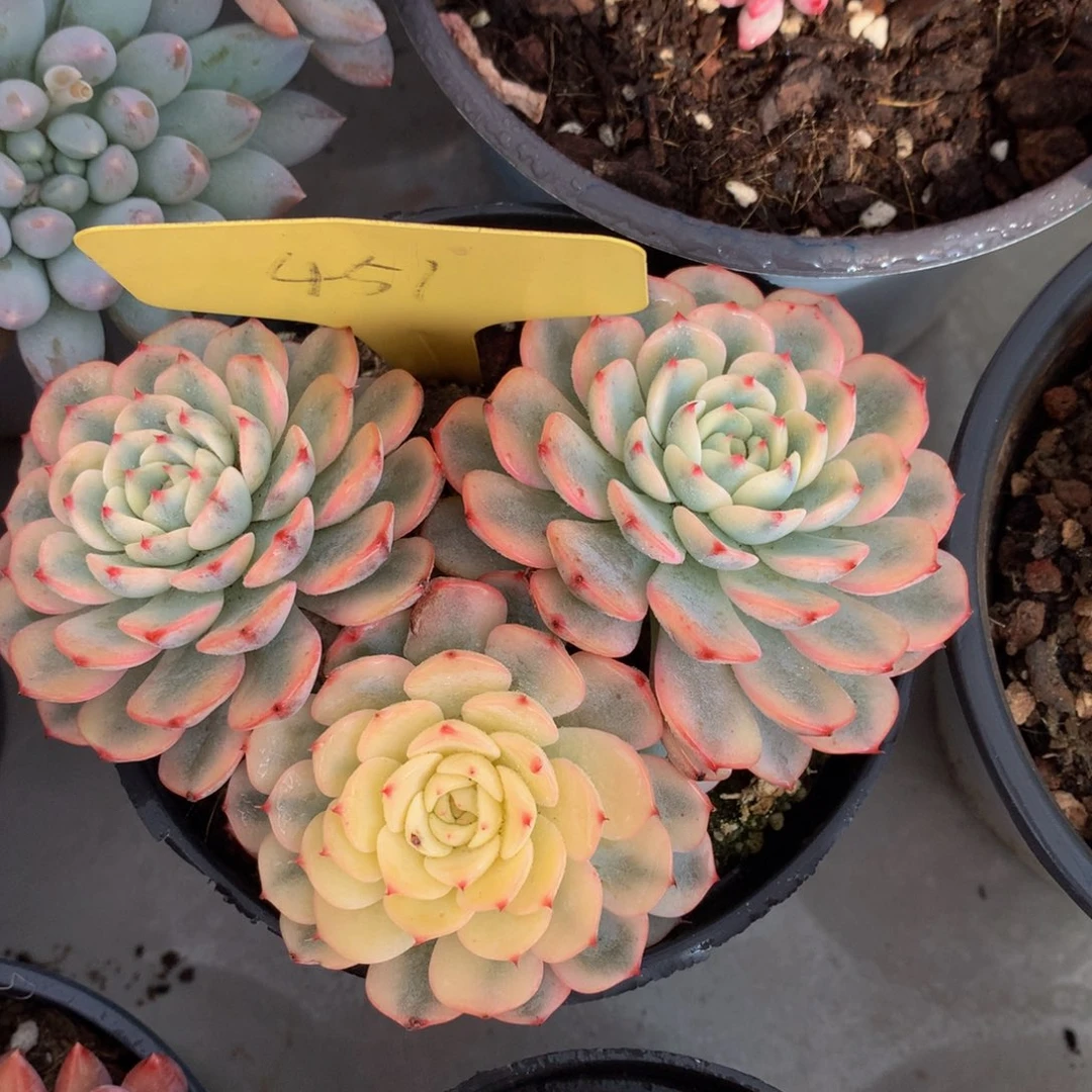 忌廉锦52525262626363