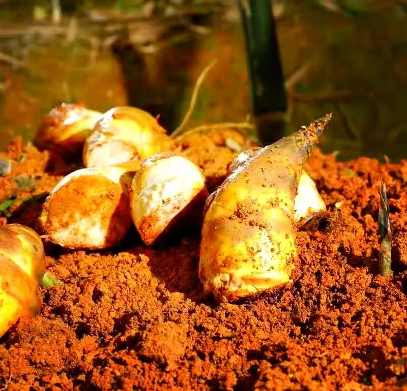 重庆丰都新鲜可生吃马踢笋现摘现发脆嫩应季时令蔬菜