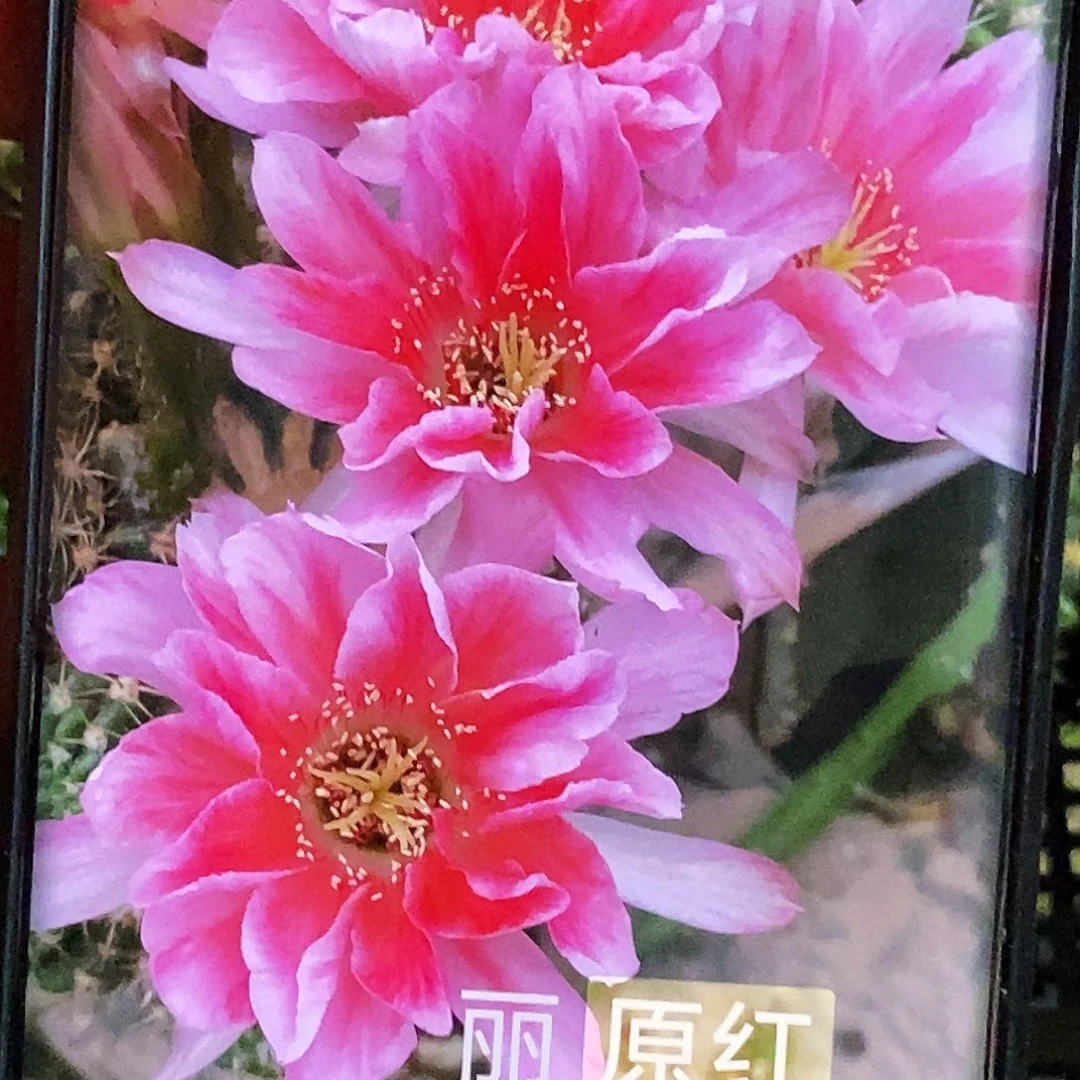 丽 原红侧芽歪20包邮/4公分