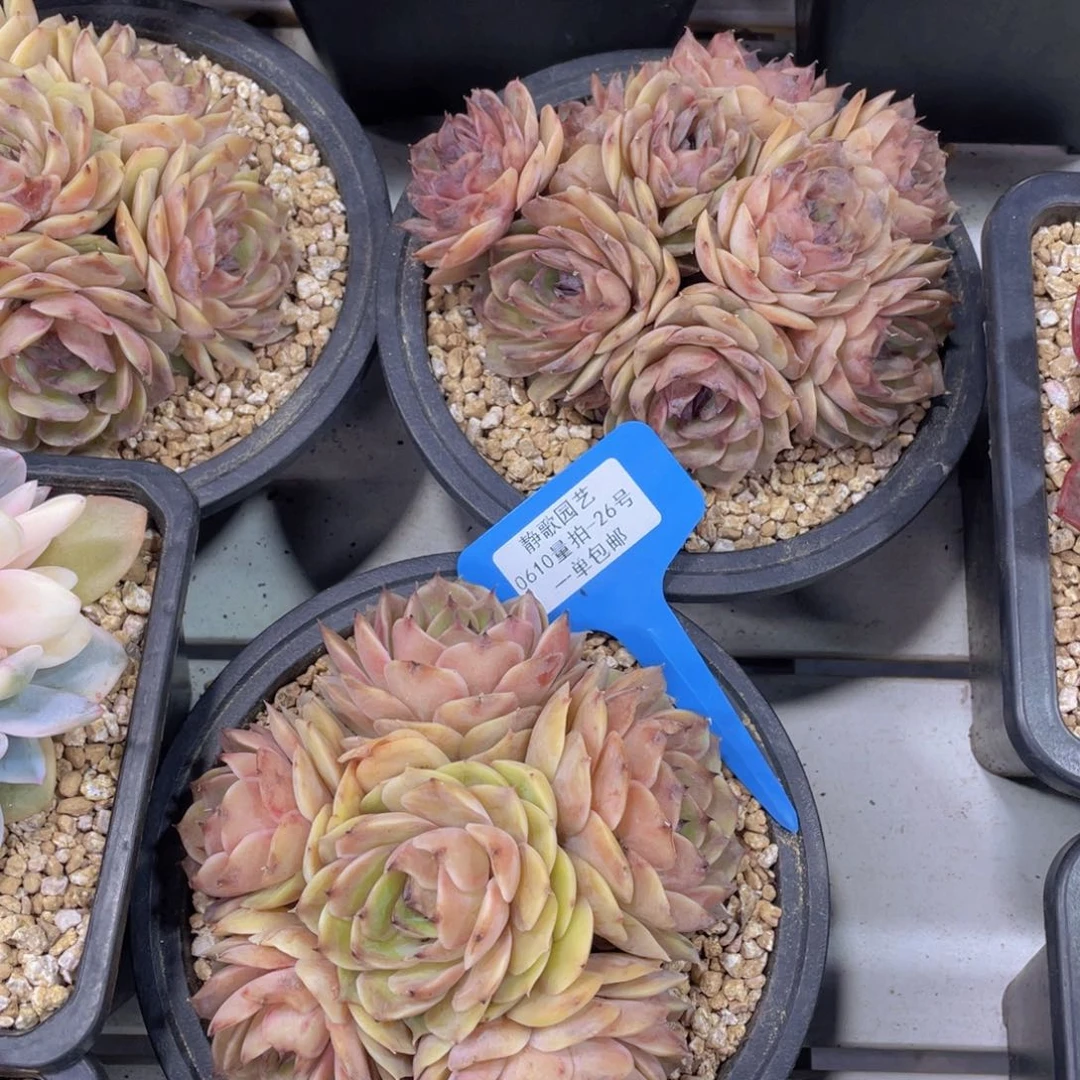 0610-26-昂斯诺母本群一颗量拍